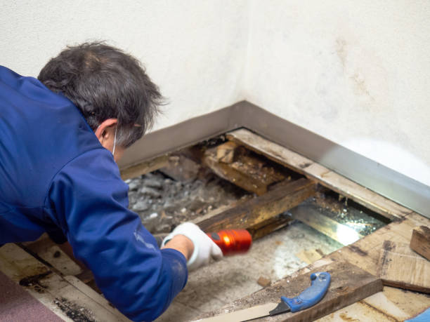 Best Toxic Mold Removal  in Falls City, OR