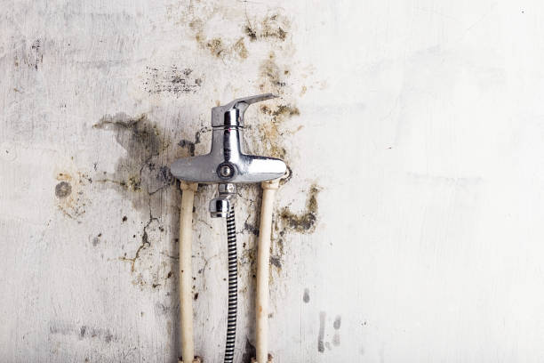 Best Attic Mold Removal  in Falls City, OR