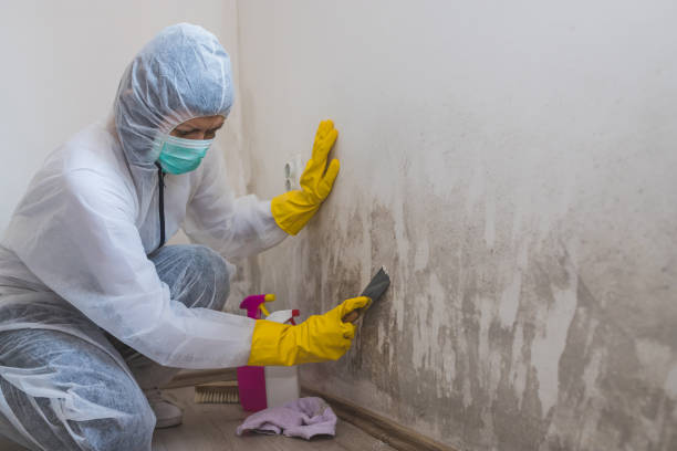 Best Mold Testing  in Falls City, OR