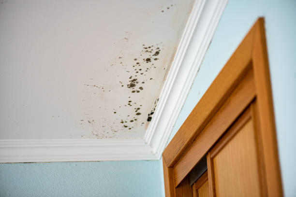 Best Local Mold Removal Service  in Falls City, OR