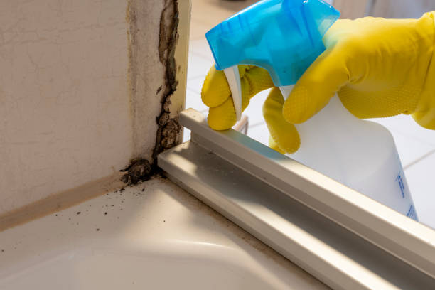 Best Certified Mold Removal  in Falls City, OR