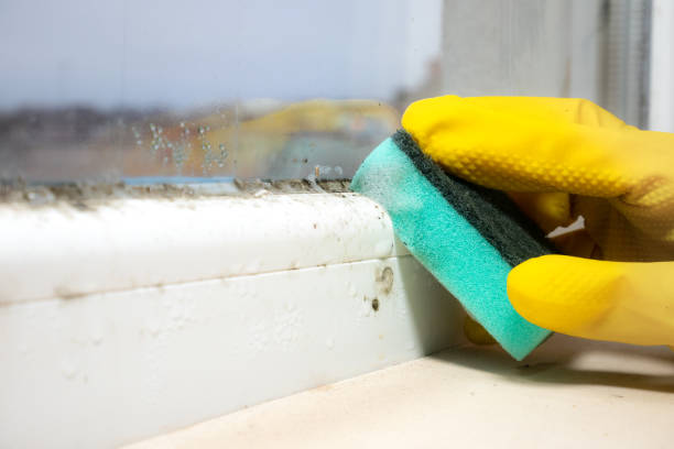 Best Black Mold Removal  in Falls City, OR