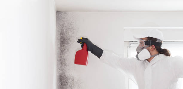 Professional Mold Removal in Falls City, OR
