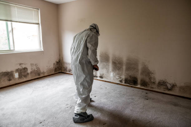 Best Mold Removal Near Me  in Falls City, OR