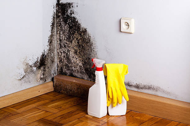 Best Mold Testing  in Falls City, OR