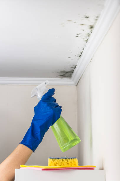 Best Mold Damage Repair  in Falls City, OR