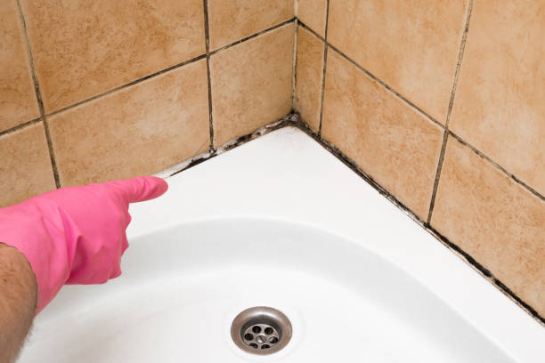 Best Mold Remediation Experts  in Falls City, OR